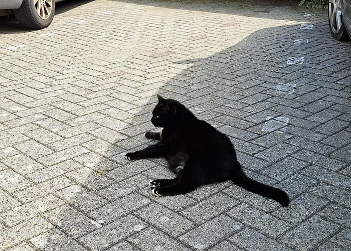 Het Gouden Boltje De Koog (Texel)