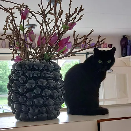 Het Gouden Boltje De Koog (Texel)