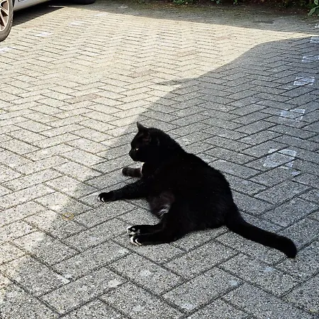 Het Gouden Boltje De Koog (Texel)